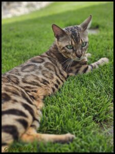 Bestbengalsmx Chewbacca