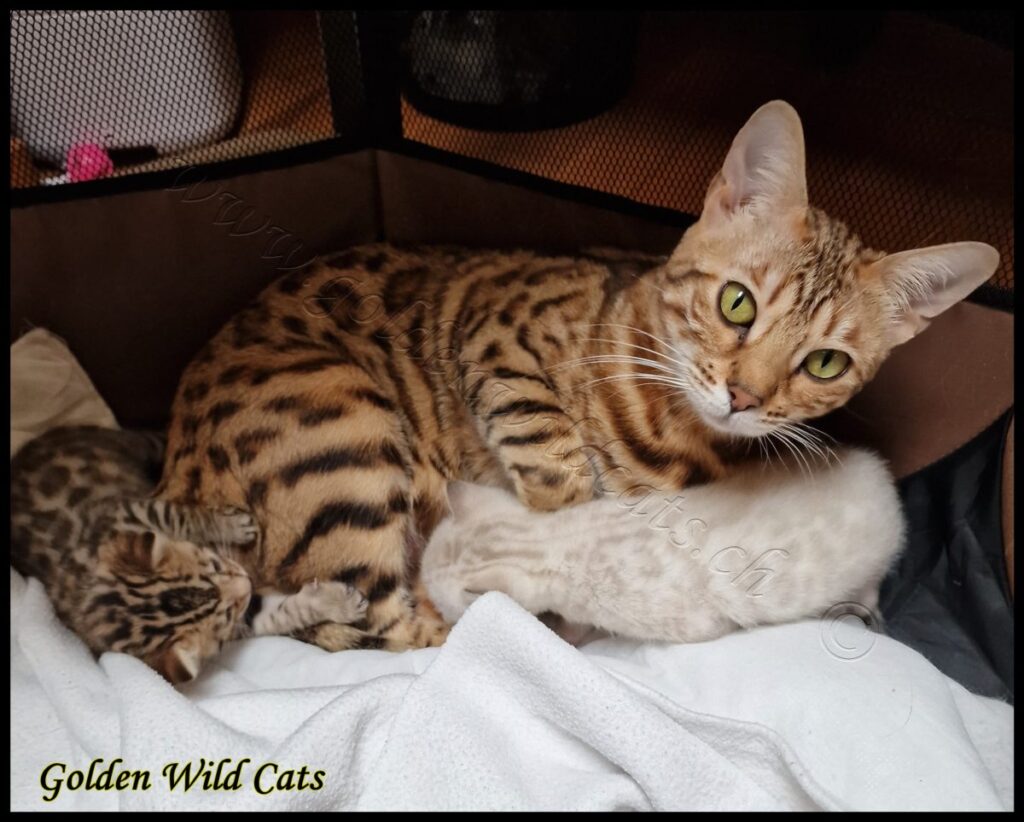 Portée de Golden Wild Cats Hoshi et Thunder of Shankara