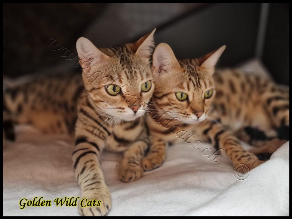 GWC – Okapi Impala Des Griffes De Feu – Galerie 03