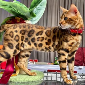 Leo Panther El Embrujo
