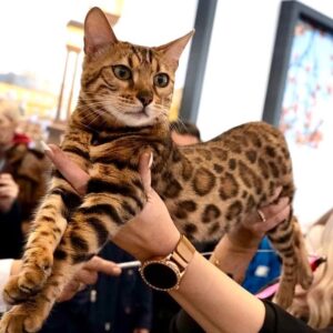 Tammy Leopards Ariela
