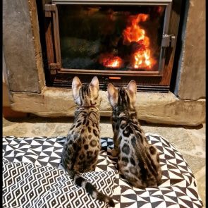 GWC - Chatons cheminée